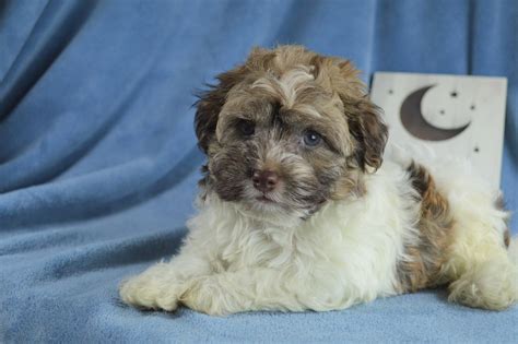 if you are unable to come to our location. . Royal flush havanese